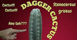 DAGGER CACTUS [Stenocereus griseus]