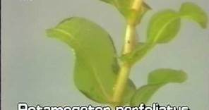 clasping leaf pondweed (Potamogeton perfoliatus)