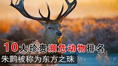 中国10大濒危动物排名，第一名数量不容乐观！