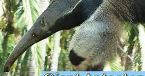 Giant Anteater Facts, Pictures & In-Depth Information For Kids & Adults