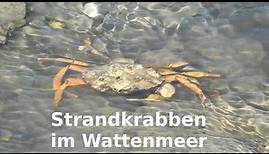 Strandkrabben im Nationalpark Wattenmeer Nordsee * Beach crabs in the Wadden Sea World Heritage