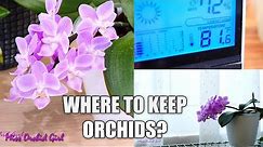 Orchid Care for Beginners - Where should I put my Phalaenopsis Orchid in my house?
