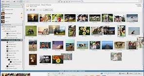 Arranging and Renaming Photos in Google Picasa