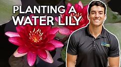 Planting a Hardy Water Lily, Growing Water lilies for flowers