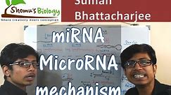 miRNA biogenesis | microRNA mechanism