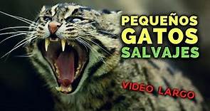 Pequeños GATOS SALVAJES (recopilación de videos)