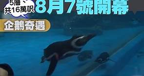 桃園XPark水族館8月7號開幕 日本橫濱八景島首間海外分館