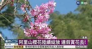 阿里山櫻花陸續綻放 連假賞花去!｜華視新聞 20210223