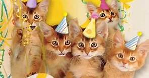 貓貓生日快樂歌 慶生使用 Happy birthday音樂