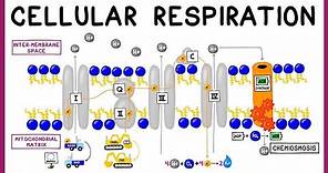 Cellular Respiration: Glycolysis, Krebs Cycle & the Electron Transport Chain