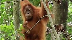 Amazing Wildlife Destinations Around the World Part 1- Sumatra Indonesia