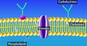 Cell Membrane Structure and Function