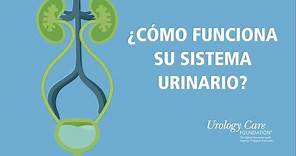¿Cómo Funciona Su Sistema Urinario? - Urology Care Foundation