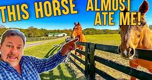 47 acre Farm Tour with House, Workshop, Horse Barns, House and Land for Sale in Kentucky