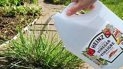 Use Vinegar In Your Garden And Watch What Happens