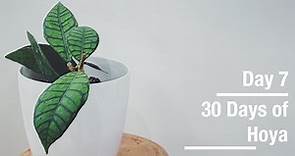Hoya callistophylla | 30 Days of Hoya - 7 of 30