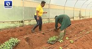 How Lawyer Turn Farmer Is Boosting Agriculture In Plateau + More | BOI Weekly