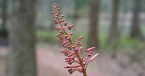 Red Buckeye (Aesculus pavia) - Plant Identification