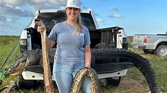 Python Q&A series asks if cold weather in Florida is a python's friend or foe?