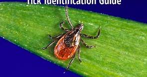 Tick Identification: A Guide to Common Types (With Photos)