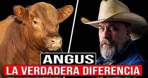 🔴 Raza Aberdeen ANGUS Descubre la VERDADERA DIFERENCIA Entre Angus Negro y Rojo ✅