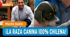 Terrier: Las características y cuidados de la raza canina 100% chilena -Mucho Gusto 2019