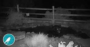 Black Bear Visits Los Alamos Nature Center Pond