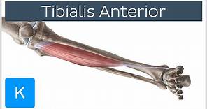 Tibialis Anterior Muscle - Origins & Function - Human Anatomy | Kenhub