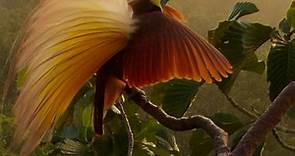 Ornithology: Comprehensive Bird Biology | Bird Academy