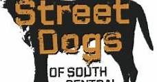Street Dogs of South Central - HBO Online