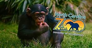 The Wild and Wonderful North Carolina Zoo