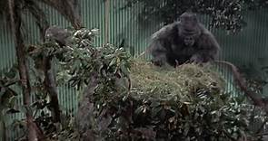 El Gorila Asesino 1954