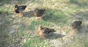 Anatidae - Ducks Invasion 4
