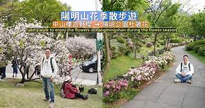 陽明山花季帶你散步賞花，從中山樓吉野櫻步行至陽明公園沿途各式各樣花卉綻放