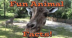 Fun Animal Facts for Kids