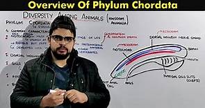 Phylum Chordata (General Characteristics and Overview of Chordates)