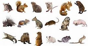 Learn Rodents Animals Names In English! Vocabulary List of Rodents: Rats,Mice,Squirrels & More!🐁🐀🐹 🦔
