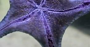 Starfish: From Regeneration to Feeding Methods
