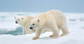 Polar Bear, il trailer italiano del film [HD]