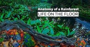 Anatomy of a Rainforest: Life on the Floor