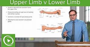 Upper Limb & Lower Limb – Anatomy | Lecturio