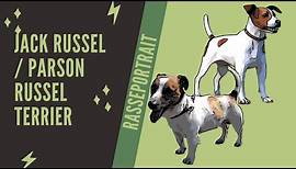 Parson Russel Terrier / Jack Russel Terrier - Video - Rasseportrait