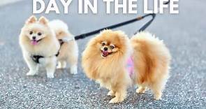 Life with 2 Pomeranians | A Day in the Life of a Pomeranian