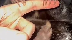 how to groom your pet skunk