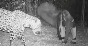 Giant anteater and jaguar in rare battle – camera-trap video