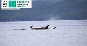 Whale Sounds | Orca