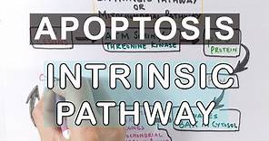 Mechanism of Apoptosis | Intrinsic Pathway
