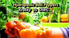Hydroponic Peppers from Seed to Harvest: Kratky vs. DWC Comparison