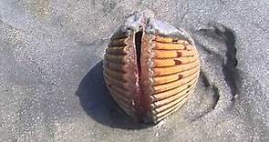 Bivalve - Cockle Flipping with its Foot