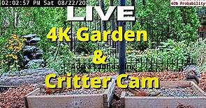 LIVE 4K Garden and Bird Cam in Alabama (over 60+ Species at Feeder Station)